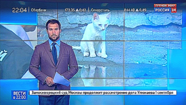Видеоклип В Самарской области малолетки швыряли котенка в стену, пока он не умер