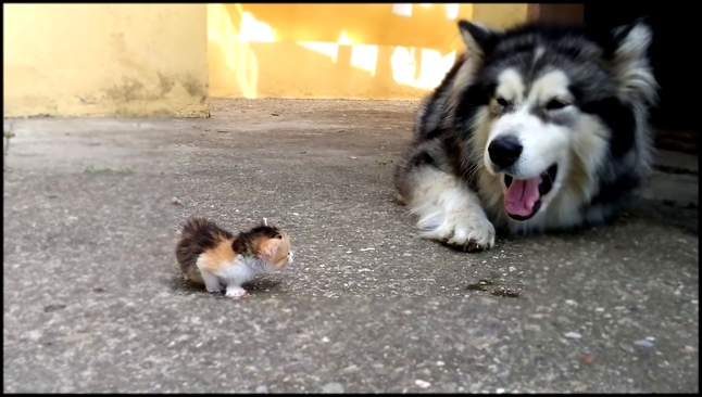 Видеоклип Большой пёс боится маленького котенка