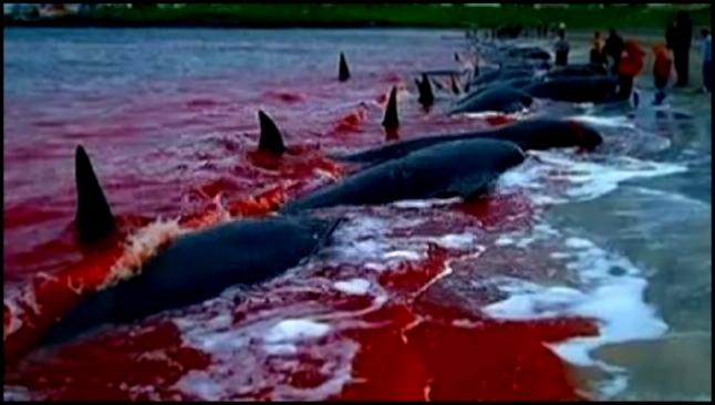 Видеоклип each year in Denmark in 1000 killing of dolphins