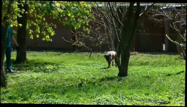 Видеоклип Зоогостиница Бемби. Выгул собак.