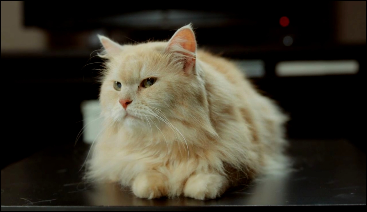 Видеоклип Филфак: Кот – это ответственность