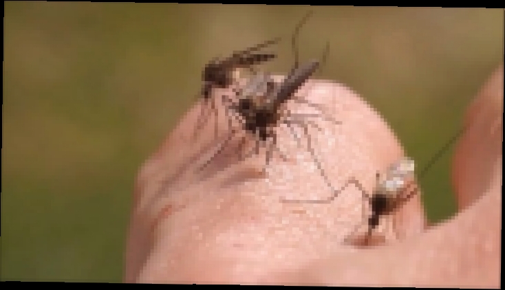 Видеоклип Как защититься от комаров. Народные средства.