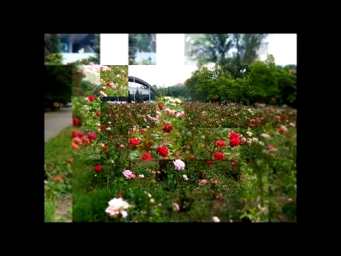 Видеоклип розарий в парке  Глобы ...или розовые розы ...Светке Соколовой ....)