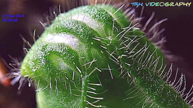 Видеоклип 8 Cephalotus Follicularis in macro time lapse (Pitcher in 74 days)