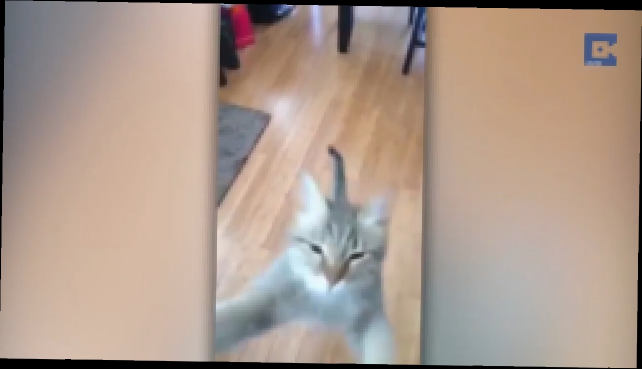 Видеоклип коту не нравится ,когда его хозяйка поет