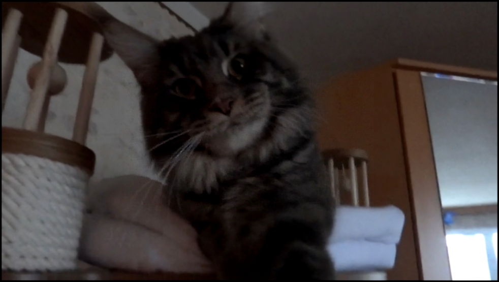 Видеоклип Почему скверный характер у кота _  видео кот мейн кун _ забавные домашние животные