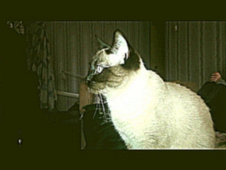 Кошка смотрит мультфильм "Тайная жизнь домашних животных"