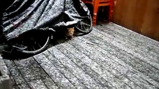 Видеоклип Кошка в испуге от снега! 