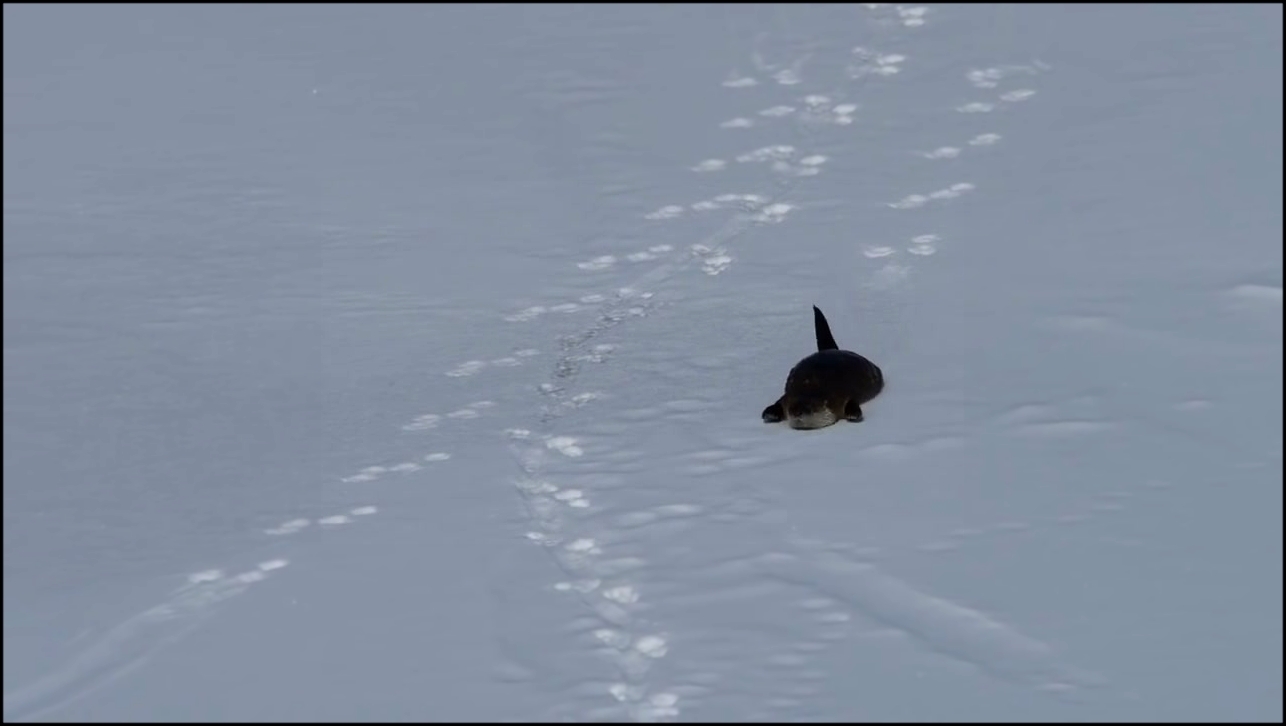 Видеоклип Выдра скользит по снегу на брюхе