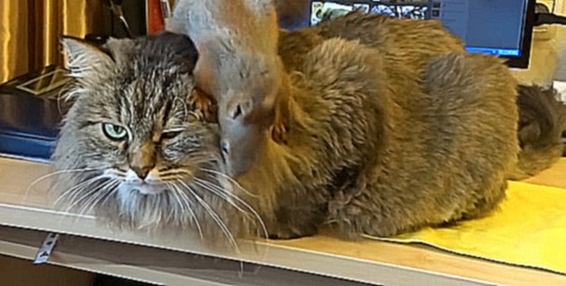Видеоклип Белка играет с котом