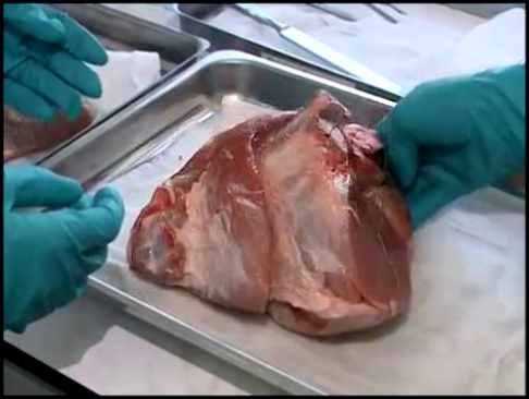 Зона риска продукты - мясо качество мяса и мясной продукции