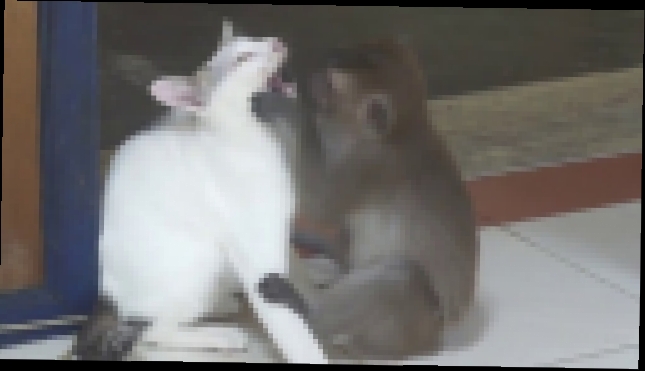 Видеоклип Обезьяна целует кота. Кот в шоке