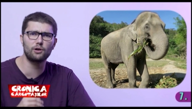 Видеоклип 15 lucruri despre elefanti