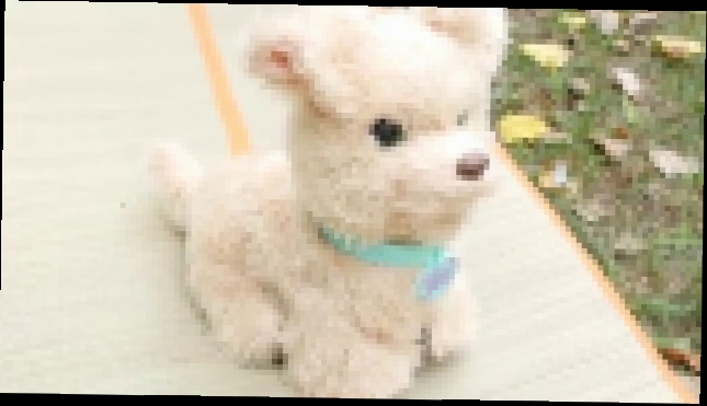 Видеоклип Интерактивный щенок Бисквит - Ходячие зверята от Hasbro. Даник играет со своей собачкой Фокси