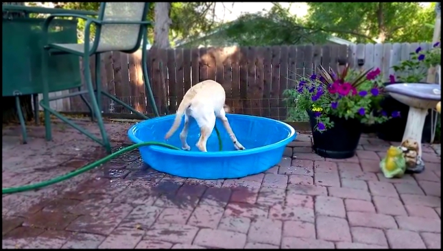 Видеоклип Пёс пытаеться налить басейн
