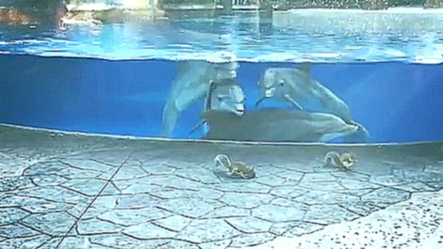 Видеоклип Дельфины смотрят за белками