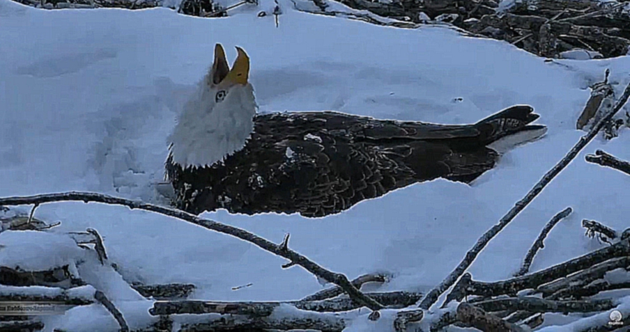 Видеоклип Птицы хищники 09 Орлан, заметённый снегом в гнезде, насиживал яйца в сугробе 