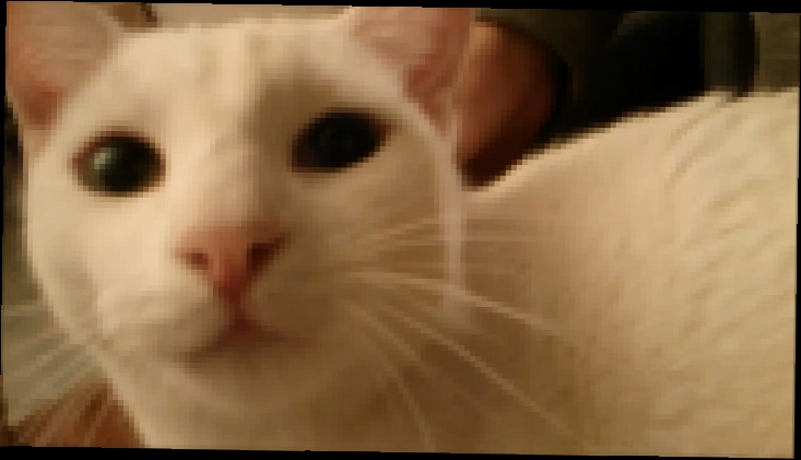 Видеоклип Вечно голодная кошка