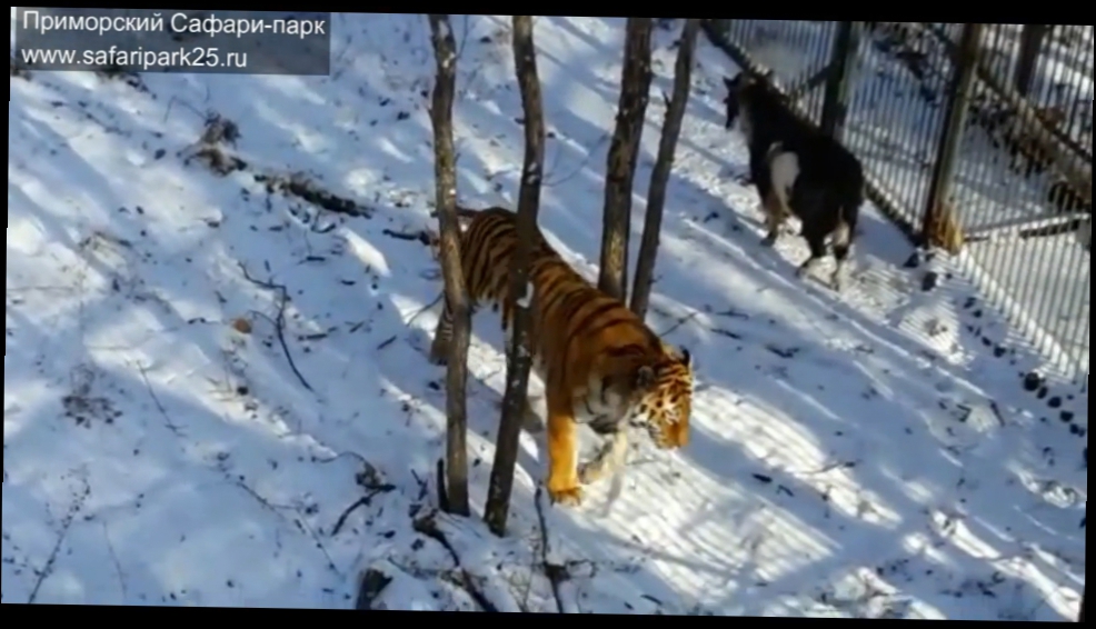 Видеоклип Удивительная дружба тигра и козла