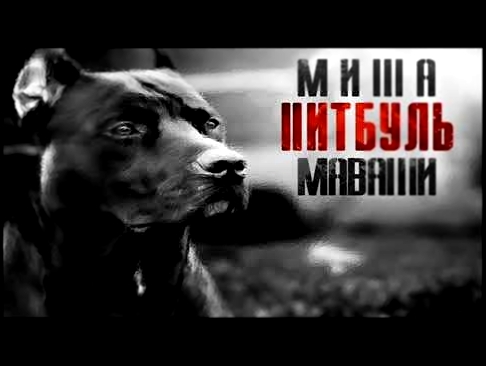 Видеоклип Миша Маваши - Питбуль | Весь Альбом