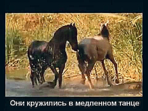 Видеоклип Красивая музыка о нежности верности и любви Арабатский конь