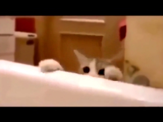 Кошка думает, что хозяйка тонет в ванной Ее реакция покорила Интернет