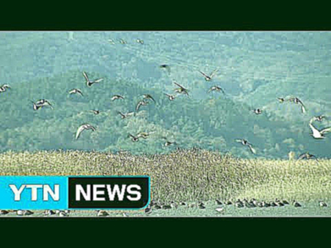 철새 도래지 관광객 반 토막...주민 전전긍긍 / YTN Yes! Top News