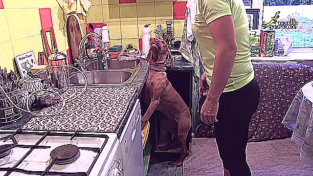 Видеоклип Частная служба дрессировки собак Богард. Обучение команде Ко мне.