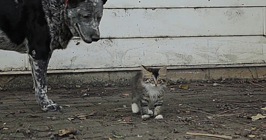 Видеоклип Собака дружит с котёнком-инвалидом