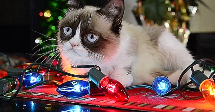 Видеоклип Трудно быть котиком в Рождество (при участии Grumpy cat)