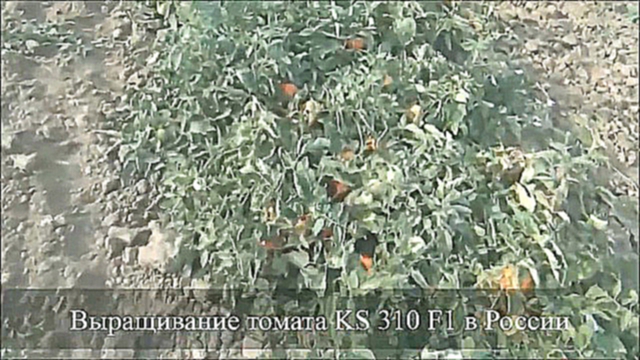 Видеоклип Cемена Китано. Выращивание томата KS 310 F1