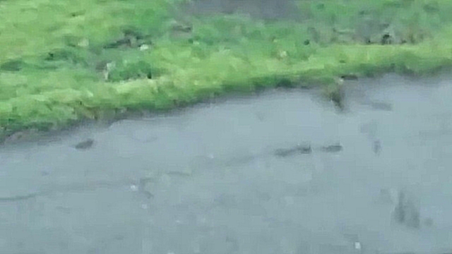 Видеоклип Бегающая по Чонгару пьяная обезьяна с правого сектора с гранатомётом.