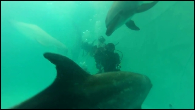 Видеоклип Поплавать с дельфинами наяву! Ребят из ПНИ православное братство сводило в дельфинарий