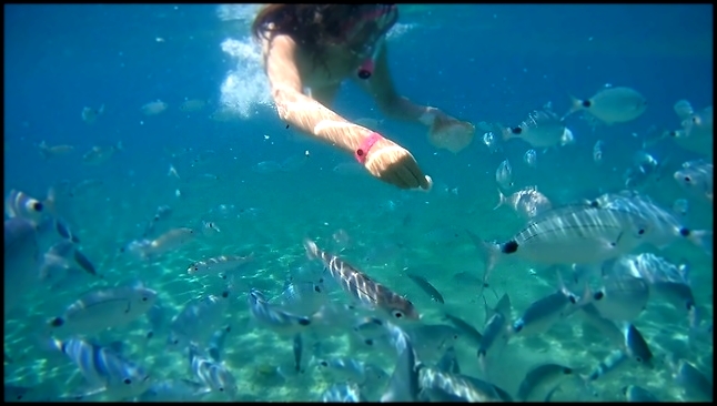 Видеоклип Подводный мир и рыбы Эгейского моря. Отдых на море и море рыбы 