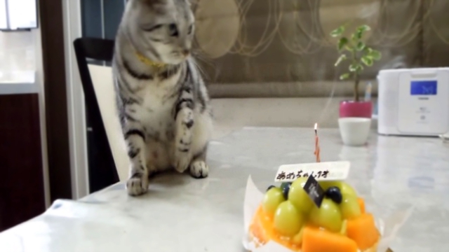 Видеоклип Хитрый Свин - японский смешной кот тушит свечу (приколы с котами)