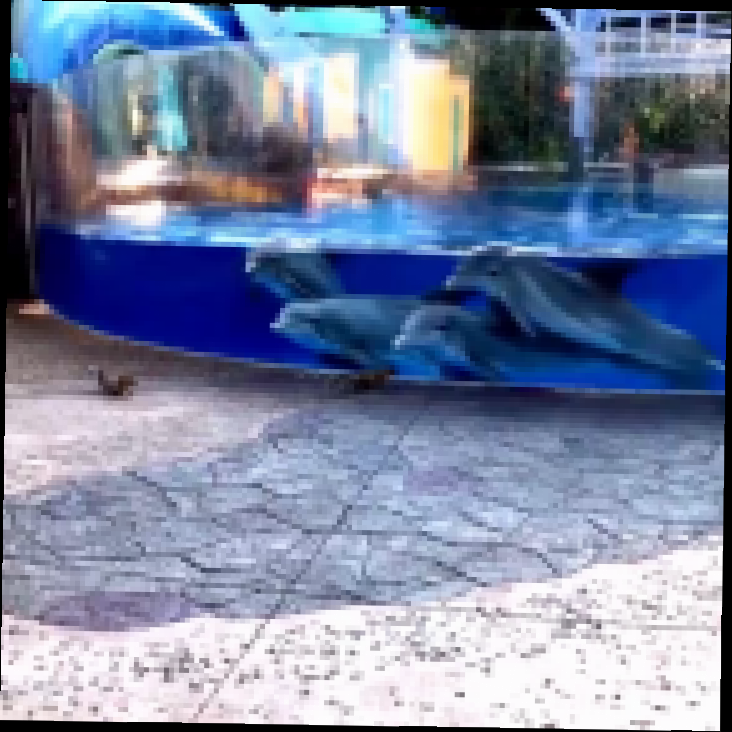 Видеоклип Дельфины любуются парой белок