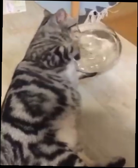 Видеоклип Кот очень любит воду
