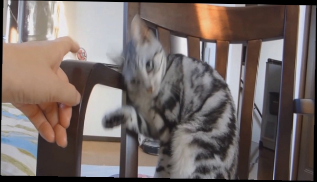 Видеоклип Хитрый Свин - как взорвать коту мозг (Приколы с кошками, самые смешные кошки приколы)