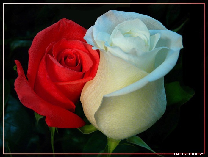 роза белая,роза алая | Катя Илона Колян