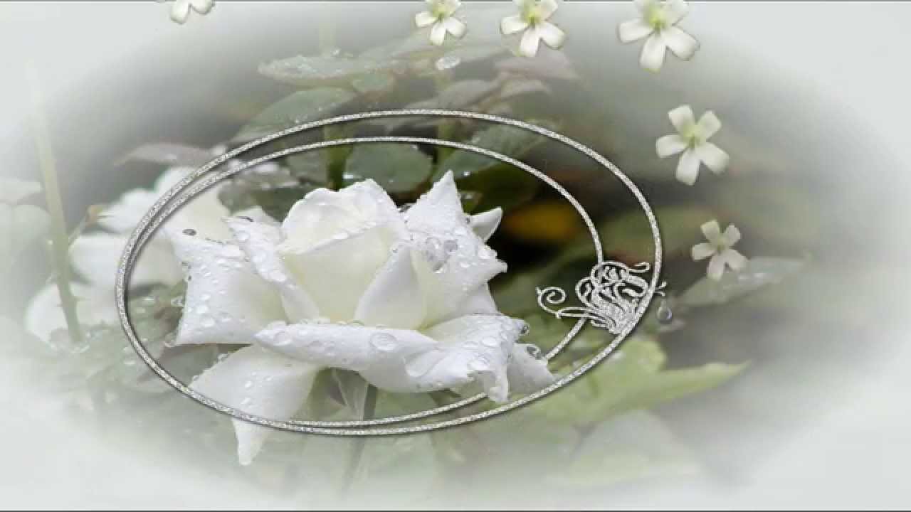 Белые розы | Михаил Шуфутинский
