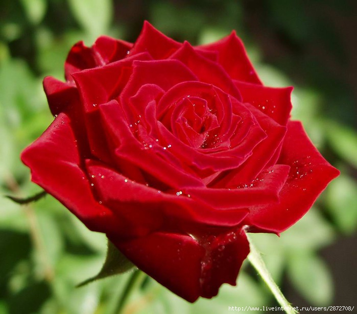 Роза Белая, роза алая | Славяне